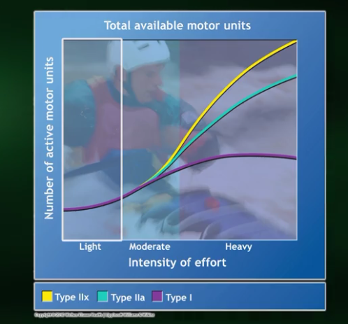 Fibers during exercise